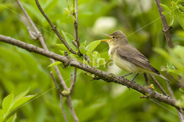 Icterine Warbler (Hippolais icterina)