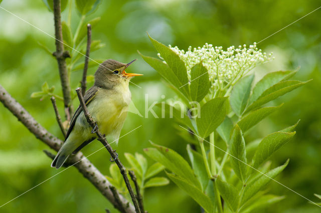 Icterine Warbler (Hippolais icterina)