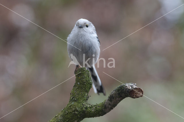 Staartmees (Aegithalos caudatus)