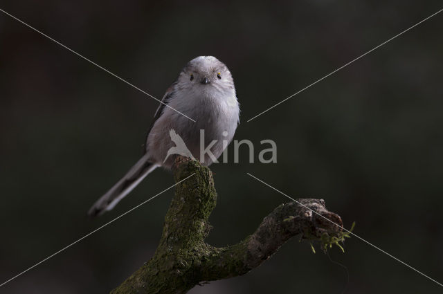 Staartmees (Aegithalos caudatus)