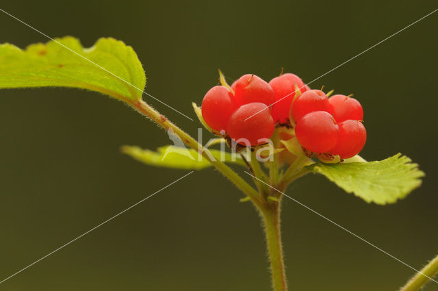 Stone Bramble (Rubus saxatilis)