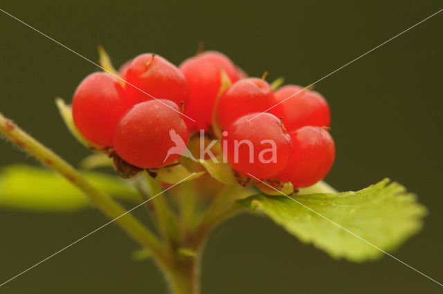 Stone Bramble (Rubus saxatilis)