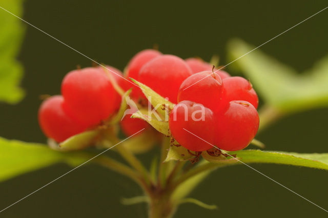 Stone Bramble (Rubus saxatilis)