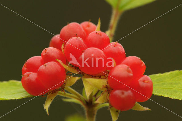 Stone Bramble (Rubus saxatilis)