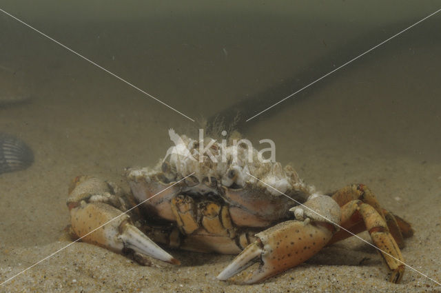 Strandkrab (Carcinus maenas)