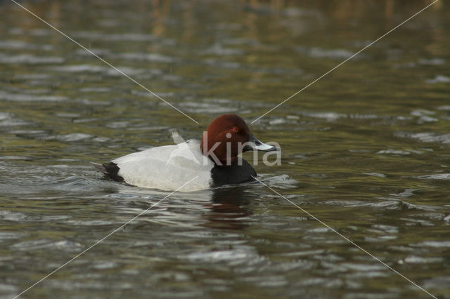 Pochard (Aythya ferina)