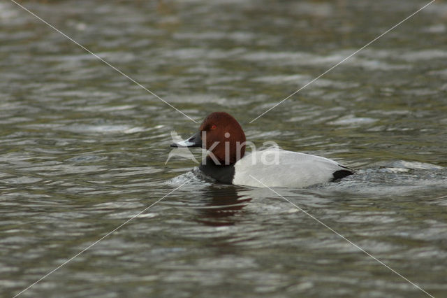 Pochard (Aythya ferina)