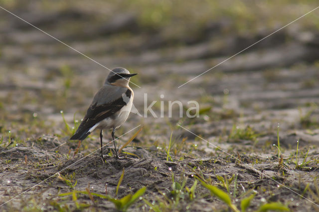 Northern Wheatear (Oenanthe oenanthe)