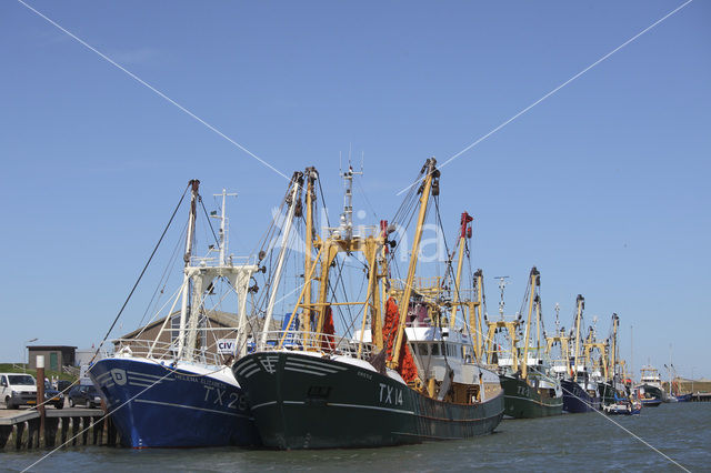 Texel