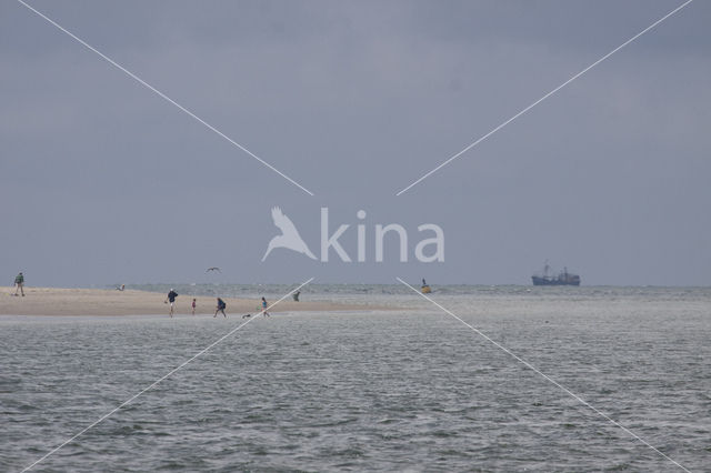 Texel