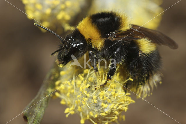 Small garden bumblebee (Bombus hortorum)