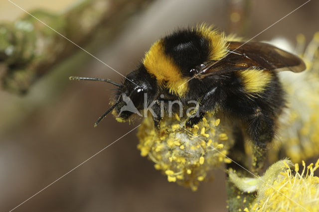 Tuinhommel (Bombus hortorum)