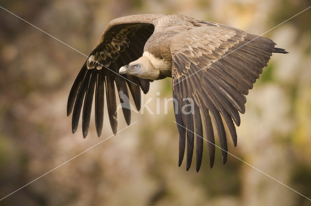 Eurasian Griffon (Gyps fulvus)