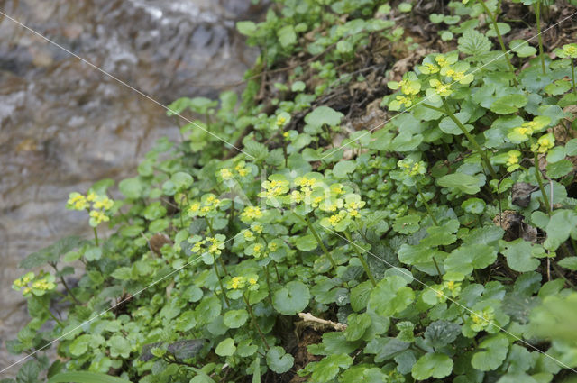 Alternate-leaved Golden Saxifrage (Chrysosplenium alternifolium)