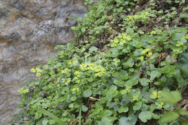 Alternate-leaved Golden Saxifrage (Chrysosplenium alternifolium)