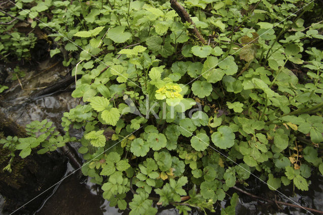 Alternate-leaved Golden Saxifrage (Chrysosplenium alternifolium)