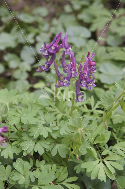 Bulbous Corydalis (Corydalis solida)