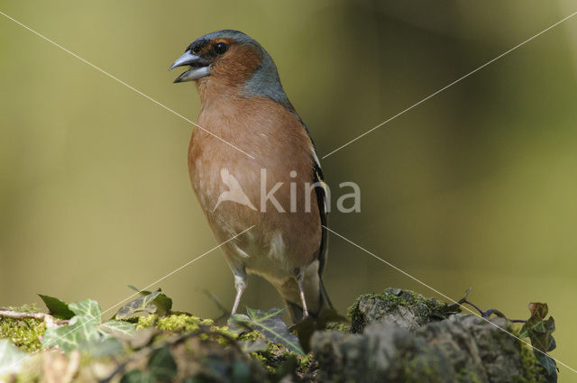 Chaffinch (Fringilla coelebs)