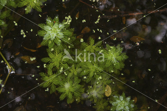 Waterviolet (Hottonia palustris)