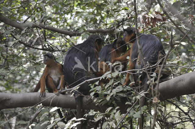 Western red colobus (Piliocolobus badius temminckii)