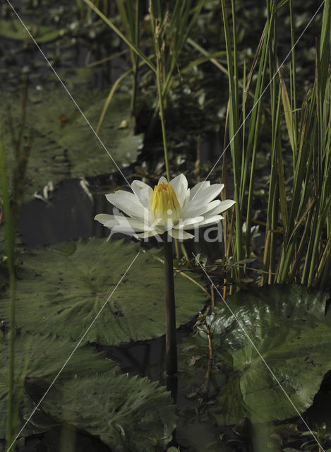 white Egyptian lotus (Nymphaea lotus)