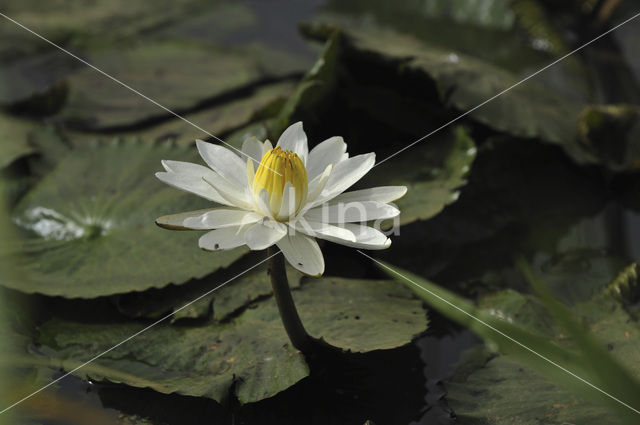 white Egyptian lotus (Nymphaea lotus)