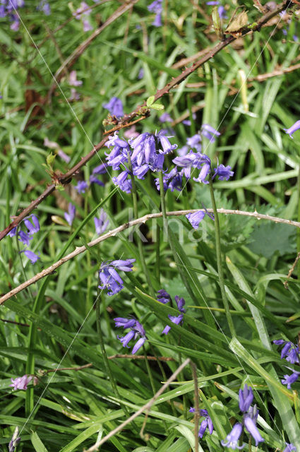 Bluebell (Scilla non-scripta)