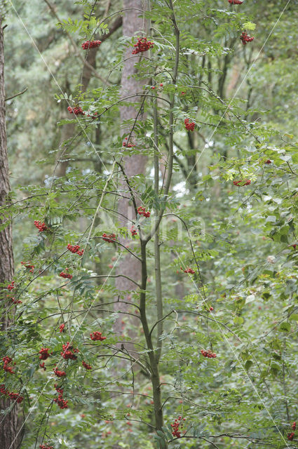 Wilde lijsterbes (Sorbus aucuparia)