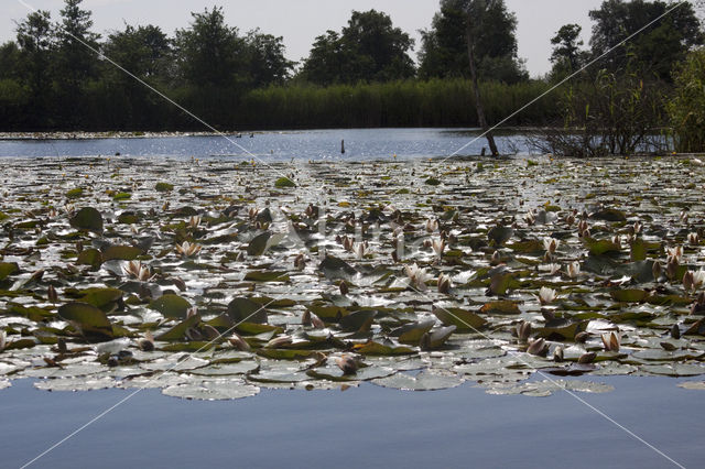 Witte waterlelie (Nymphaea alba)