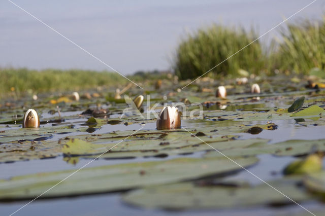 White Waterlily (Nymphaea alba)