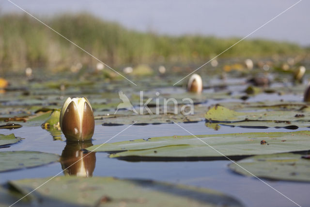 Witte waterlelie (Nymphaea alba)