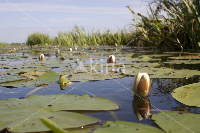 White Waterlily (Nymphaea alba)