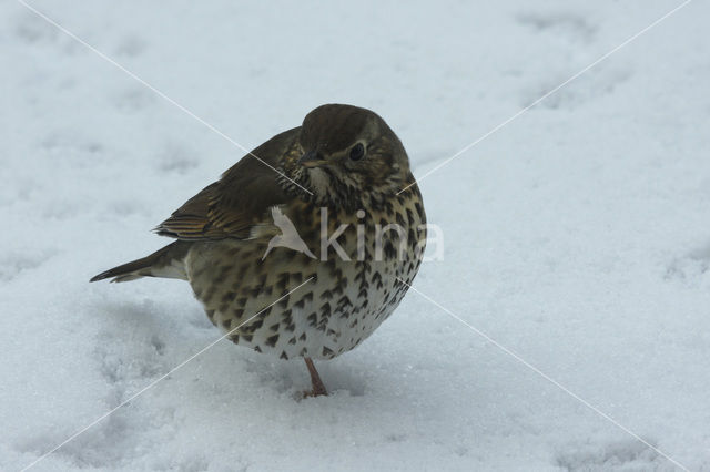 Zanglijster (Turdus philomelos)