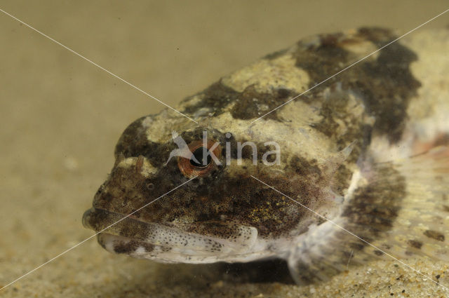 Zeedonderpad (Myoxocephalus scorpius)