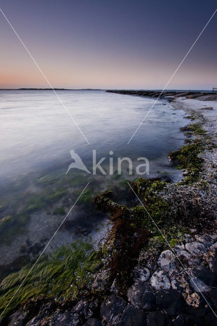 Green Seaweed (Enteromorpha spec.)