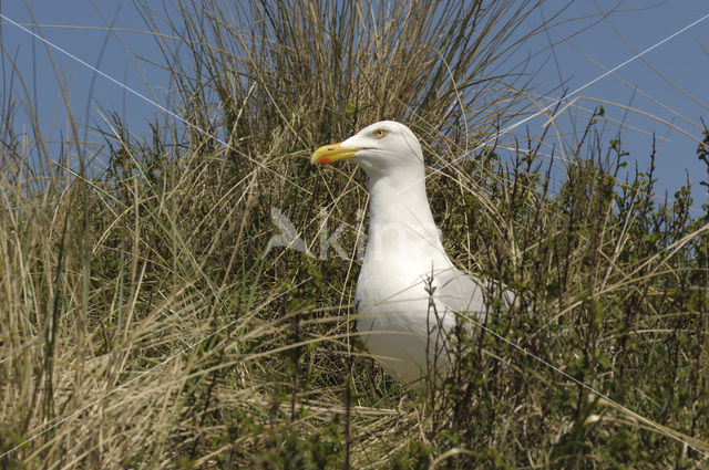 Zilvermeeuw (Larus argentatus)