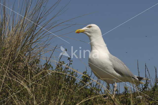 Herring Gull (Larus argentatus)