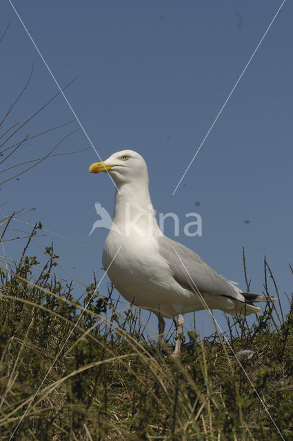 Zilvermeeuw (Larus argentatus)