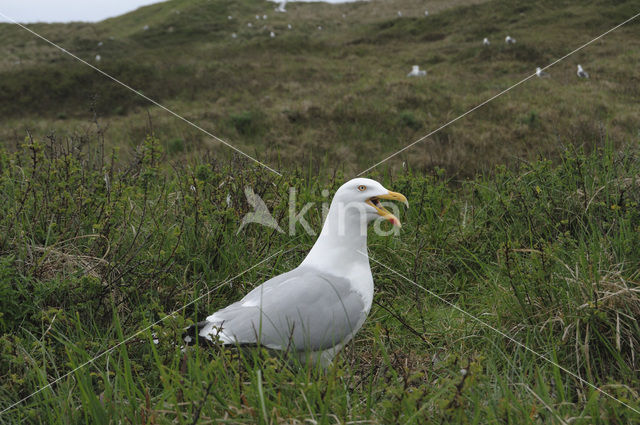 Zilvermeeuw (Larus argentatus)