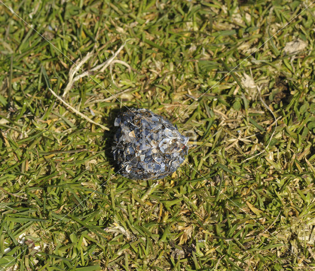 Zilvermeeuw (Larus argentatus)