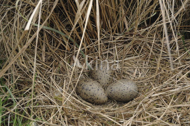 Zilvermeeuw (Larus argentatus)