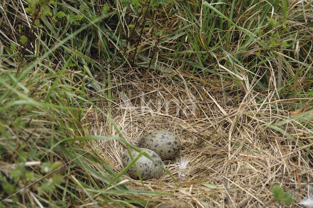 Zilvermeeuw (Larus argentatus)