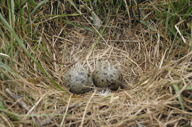 Zilvermeeuw (Larus argentatus)