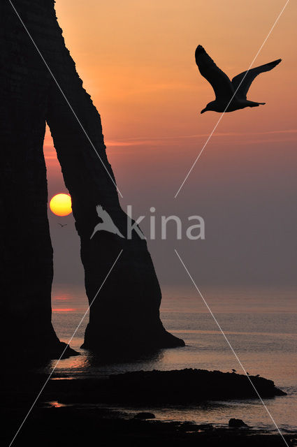 Herring Gull (Larus argentatus)