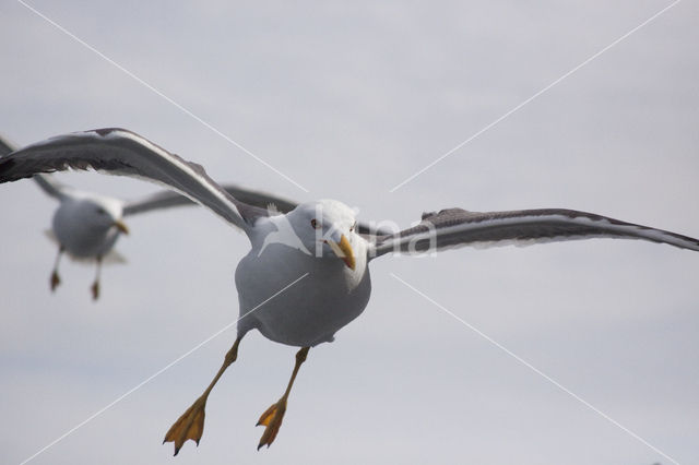 Herring Gull (Larus argentatus)