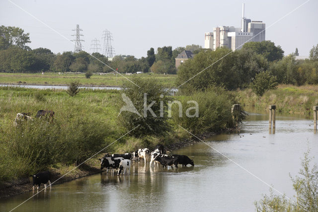 Mottled Cow (Bos domesticus)