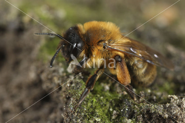 mining bee (Andrena nigroaenea)