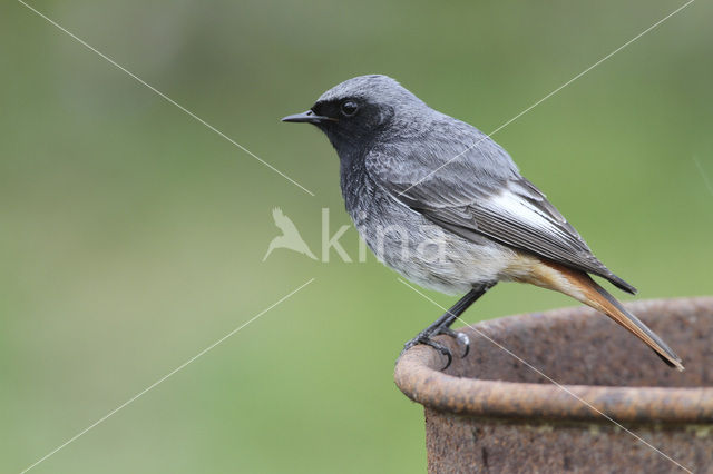 Black Redstart (Phoenicurus ochruros)