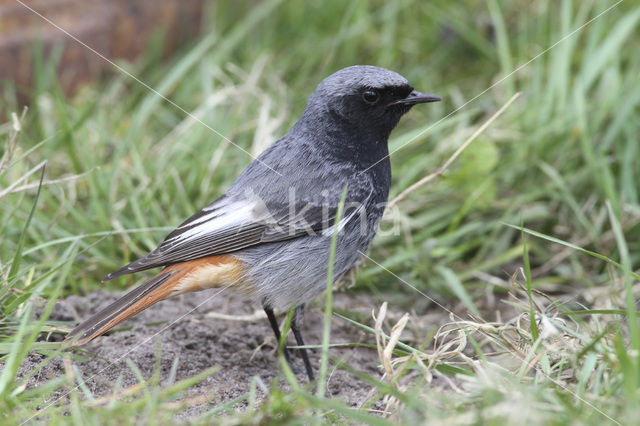 Black Redstart (Phoenicurus ochruros)