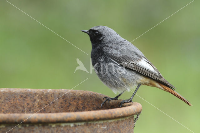 Black Redstart (Phoenicurus ochruros)
